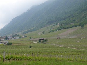 Vignes Savoie