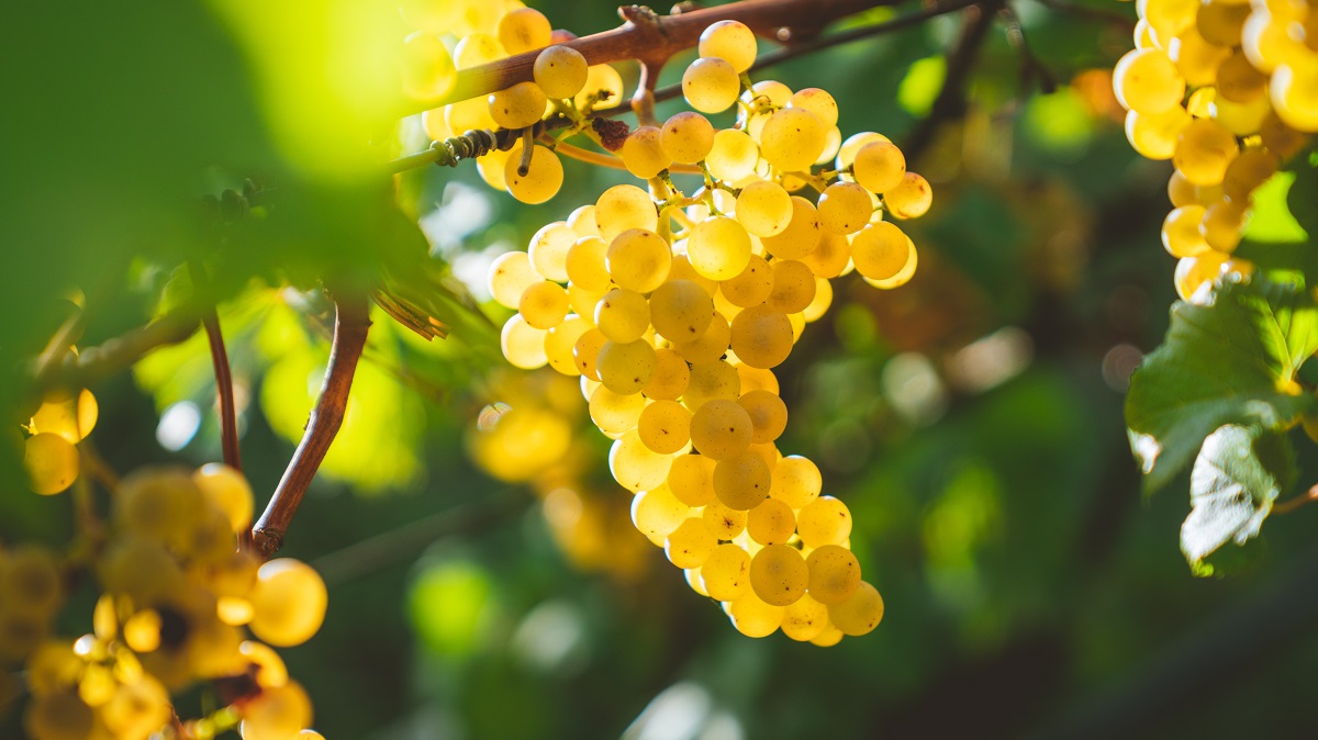 Lire la suite à propos de l’article Jeudi 18 mai 2023 = Chardonnay Day !