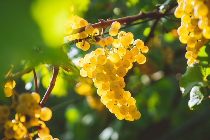 raisins blancs vinification vin blanc