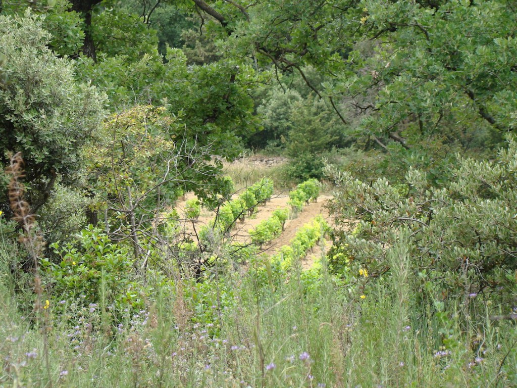 Vignes Rayas