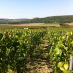 Albert Bichot se renforce à Chablis en rachetant la maison de négoce Pascal Bouchard