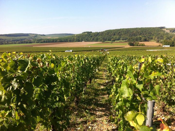 Lire la suite à propos de l’article Albert Bichot se renforce à Chablis en rachetant la maison de négoce Pascal Bouchard