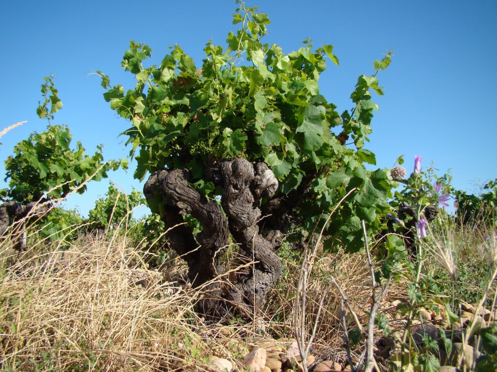 Vigne centenaire