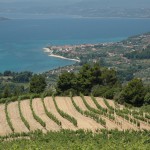 Les vins grecs au sommet de leur forme