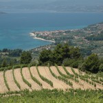 Les vins grecs au sommet de leur forme