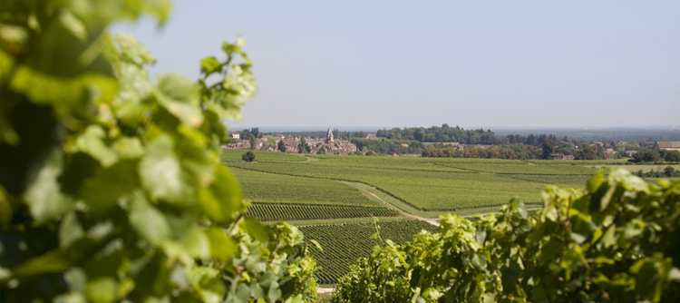 Lire la suite à propos de l’article Quels accords à table avec les vins blancs et rouges de la Côte Chalonnaise ?