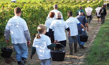 Lire la suite à propos de l’article Les vendanges du cœur de Chapoutier : 41 tonnes de raisin offerts en faveur du don de moelle osseuse