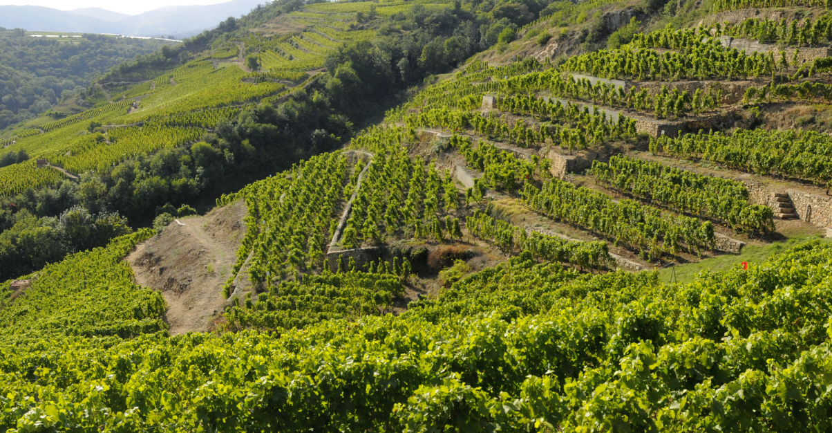 Lire la suite à propos de l’article Vol de raisin : 850 pieds de viognier vendangés en une nuit chez Guigal