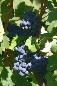 cépage cabernet franc cépage cabernet franc