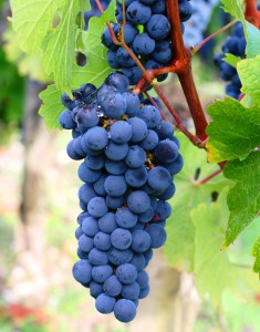 carménère carménère
