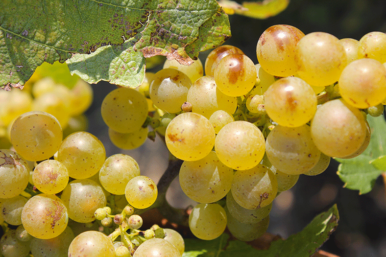 Chenin cépage star de la Loire iDealwine