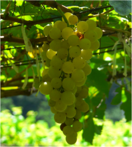 cépage chenin
