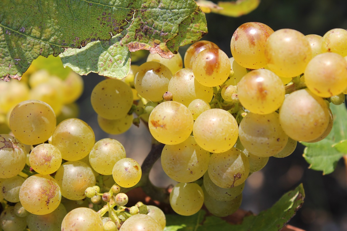 Lire la suite à propos de l’article La star de la Loire, le chenin