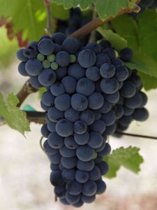 Malbec ou cot Malbec ou cot