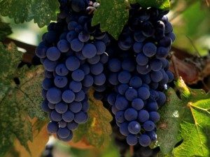 Merlot Merlot