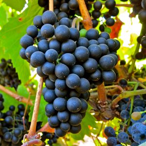 petit verdot petit verdot