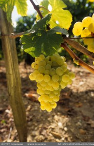 Sauvignon blanc Sauvignon blanc