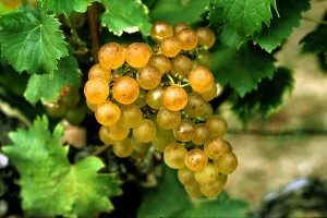 Semillon Semillon