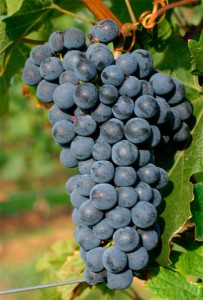 cabernet-sauvignon cabernet-sauvignon