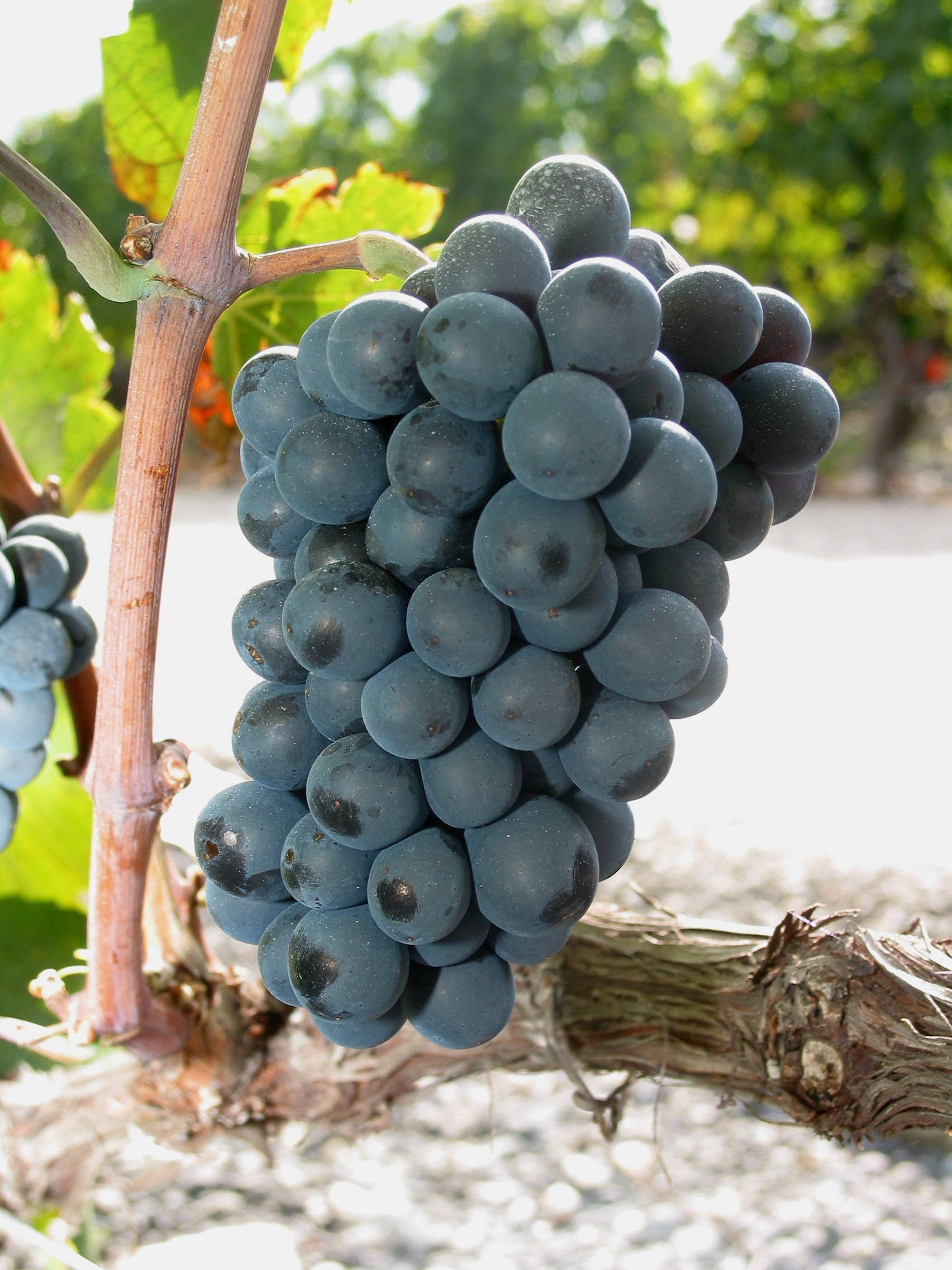 сорт винограда божоле. молдова гроздь винограда. сорт винограда гаме. виноград фуджи. сорт винограда гаме.