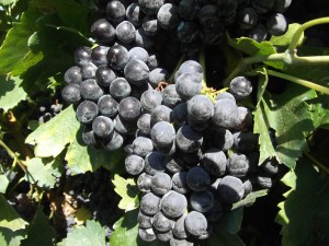 Grenache-Roaix