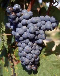 Mourvèdre_N__grappe_