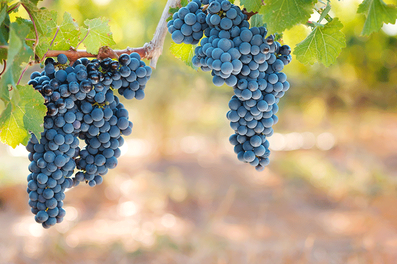 cépage Rhône sud