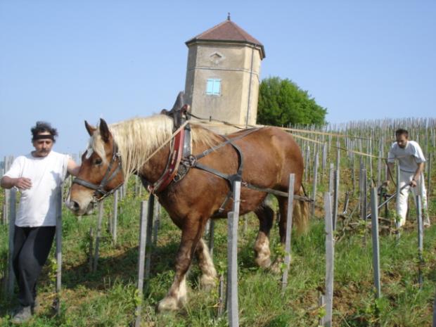 Domaine Tissot