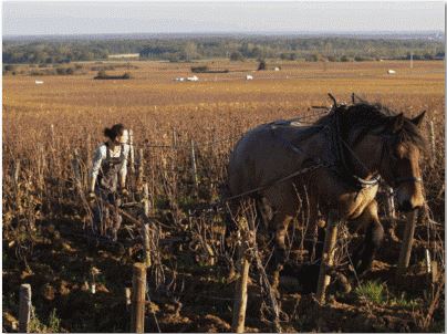 Lire la suite à propos de l’article Le domaine Arlaud : LA valeur montante de la Côte de Nuits