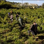 Domaine de La Vieille Julienne : de la finesse et de l’élégance à Châteauneuf-du-Pape