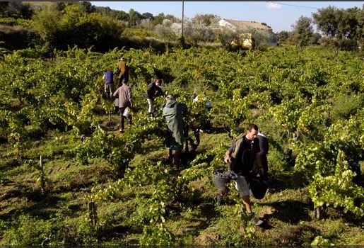 Domaine de la Vieille Julienne