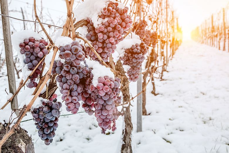 Vin de glace liquoreux