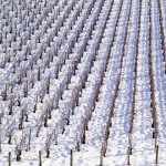 Climat : les vignerons redoutent les conséquences d’un hiver trop doux
