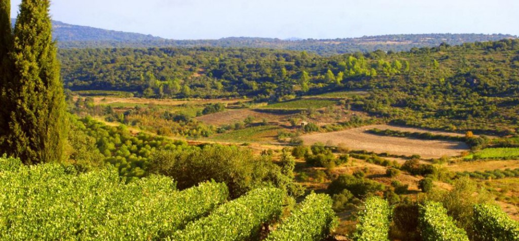 grands crus roussillon sud ouest vins