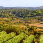 Le Languedoc, un vignoble en plein essor