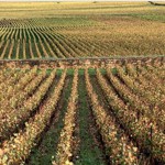 Ramonet, un domaine culte à Chassagne-Montrachet