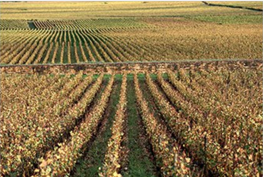 Lire la suite à propos de l’article Ramonet, un domaine culte à Chassagne-Montrachet