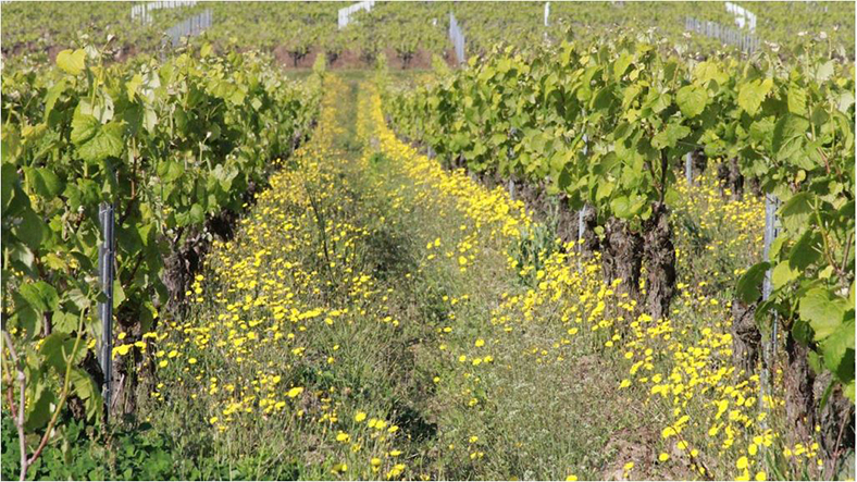 Domaine-de-l-Ecu-vignes