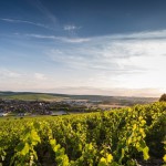 Domaine Louis Michel et Fils : le terroir de Chablis dans toute sa pureté