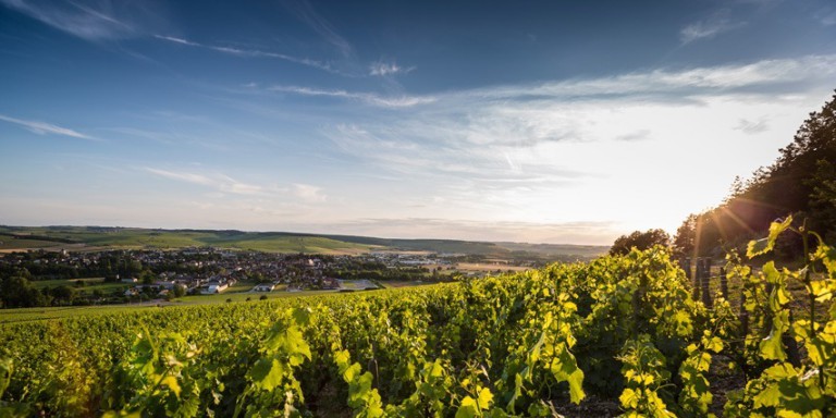 Lire la suite à propos de l’article Domaine Louis Michel et Fils : le terroir de Chablis dans toute sa pureté