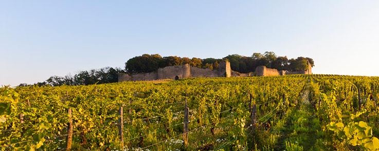 grand cru jura savagnin