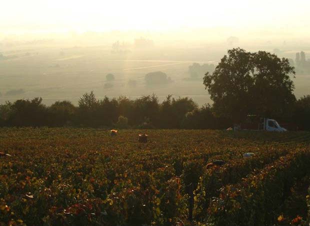 Lire la suite à propos de l’article Domaine Ballot-Millot à Meursault : de grands vins abordables