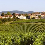 Domaine Lucien Muzard et Fils : deux frères unis dans l’amour de Santenay