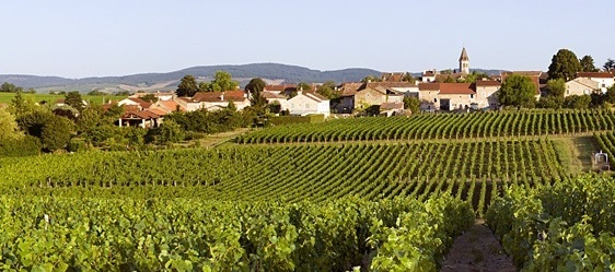 santenay bio bourgogne terroir