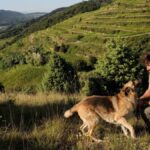 Le domaine du Coulet, l’excellence de Cornas en biodynamie