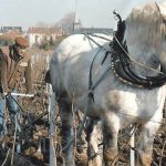 Chartogne-Taillet : à Merfy, un champagne de vigneron