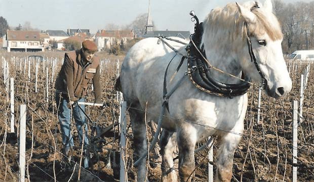 champagne Chartogne-Taillet