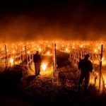 Gel de printemps : la Loire et la Bourgogne durement touchées