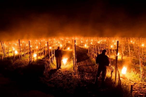 Lire la suite à propos de l’article Gel de printemps : la Loire et la Bourgogne durement touchées