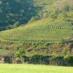 Le domaine Arretxea, la référence des vins basques (Irouléguy)